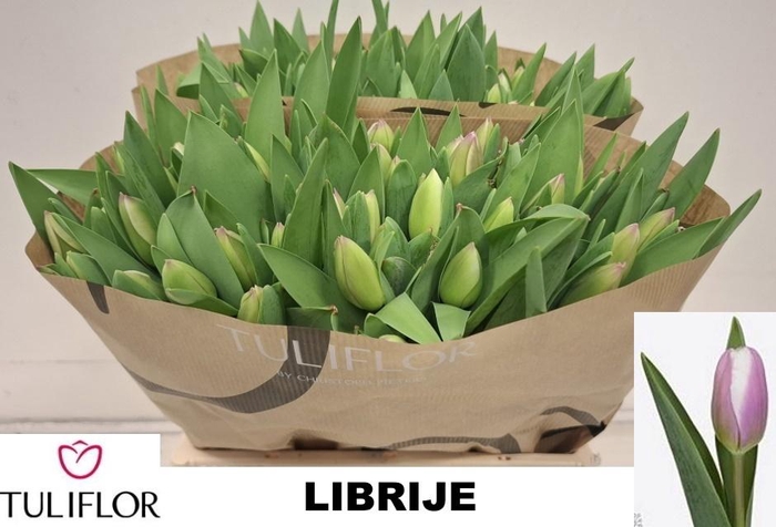 <h4>TU EN LIBRIJE</h4>