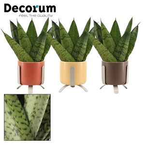 Sansevieria Zeylanica Fan 6 cm in Luca (Nature Love-collection)