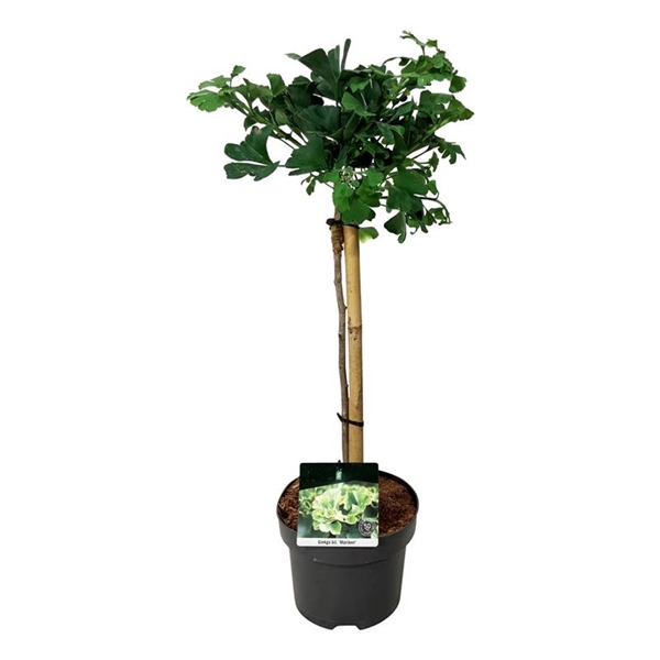 <h4>Ginkgo biloba 'Mariken'</h4>