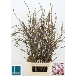 MAGNOLIA GRANDIFLORA