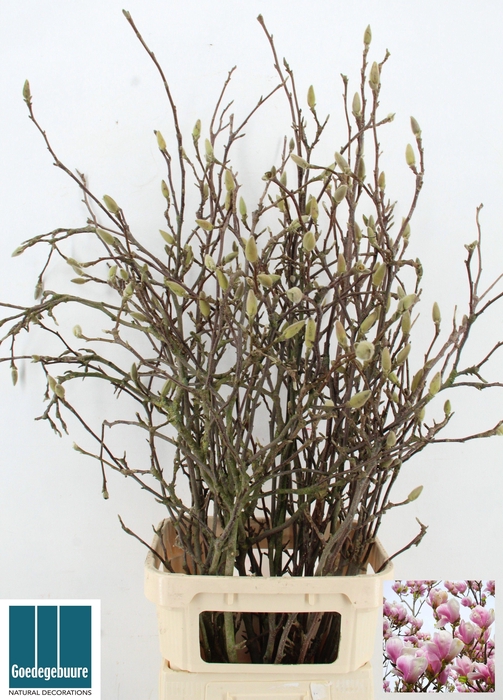 <h4>MAGNOLIA GRANDIFLORA</h4>