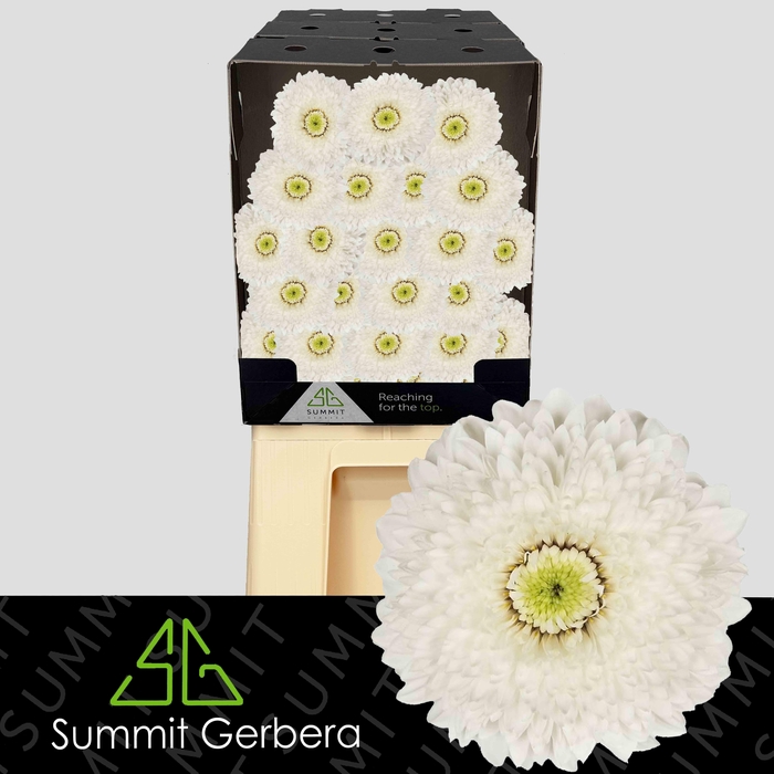 <h4>Germini Pomponi Amando Diamond</h4>