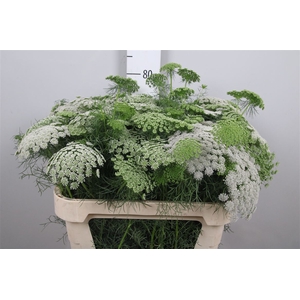 Ammi Vis Casablanca