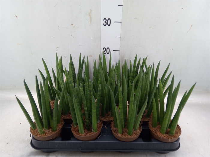 <h4>Sansevieria cyl.  ...</h4>