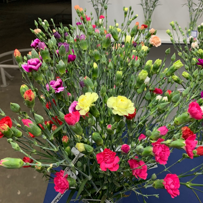 Dianthus Spray Mix P/Color Wh/Yel/Or/Red/Pink/Bicolor