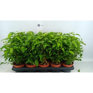 Ficus benja. 'Natasja'