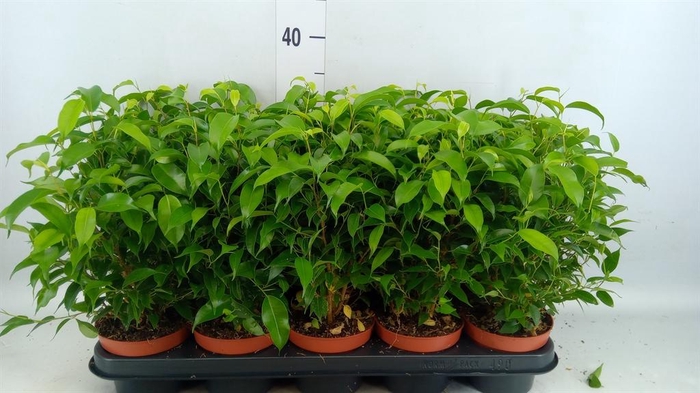 <h4>Ficus benja. 'Natasja'</h4>