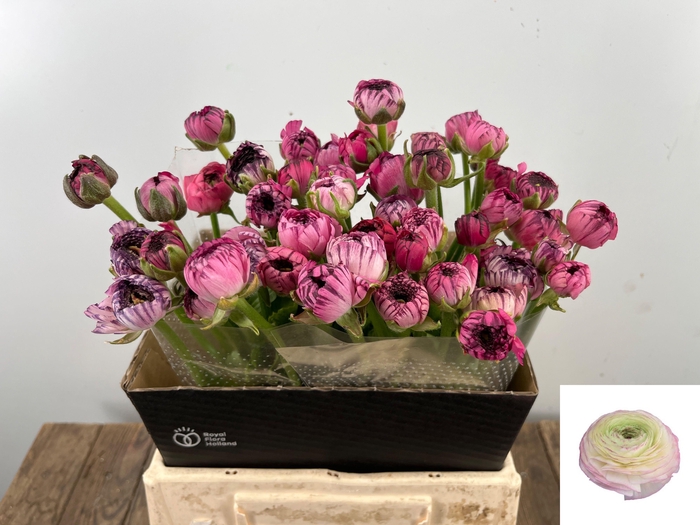 <h4>RAN AAZUR PI STRIPE</h4>