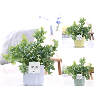 Phlebodium Davana in P&PURE Fleur ceramics ass. 3