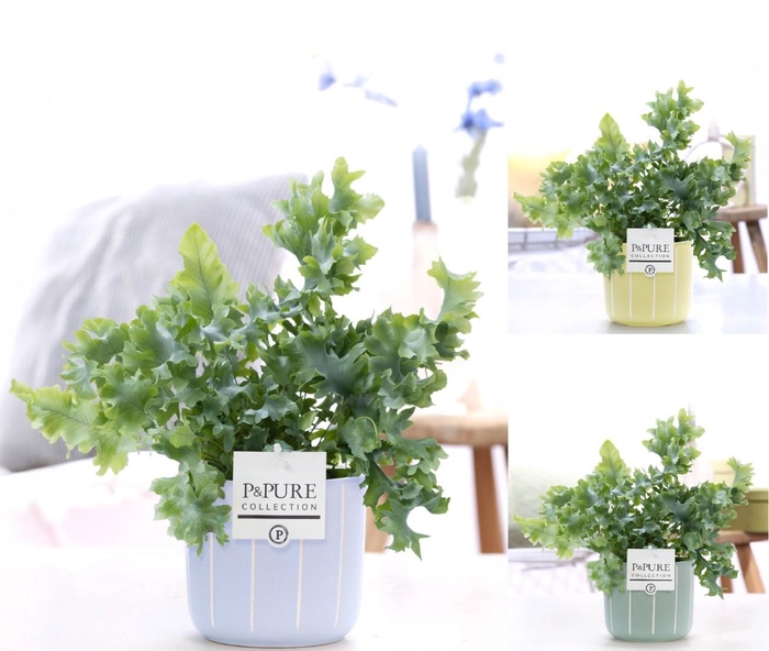 <h4>Phlebodium Davana in P&PURE Fleur ceramics ass. 3</h4>