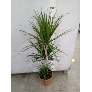 Dracaena marg.