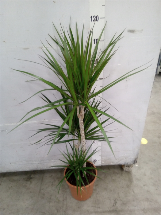 <h4>Dracaena marg.</h4>