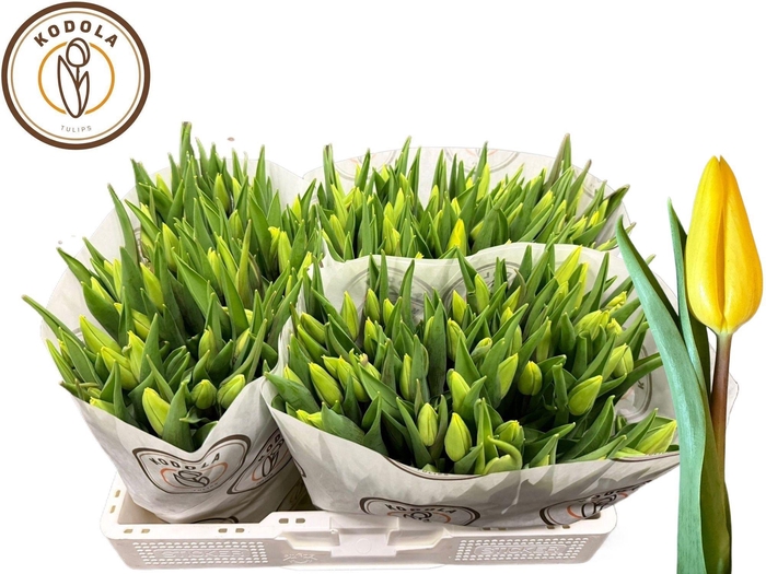 <h4>TU EN STRONG GOLD</h4>