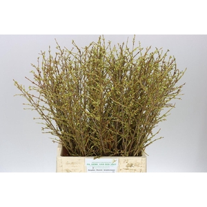 Forsythia I Spectabilis