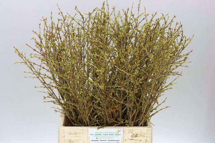 <h4>Forsythia I Spectabilis</h4>