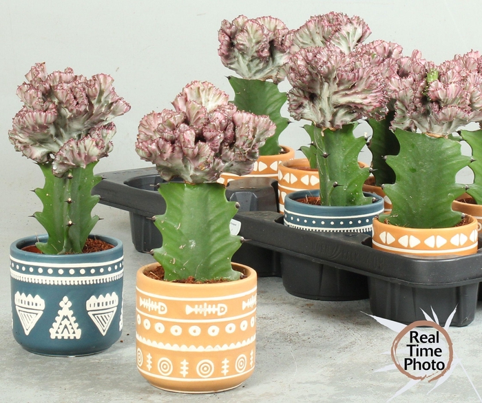 <h4>CACTUS GEM</h4>