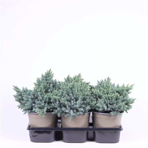 <h4>Juniperus squamata 'Blue Star'</h4>