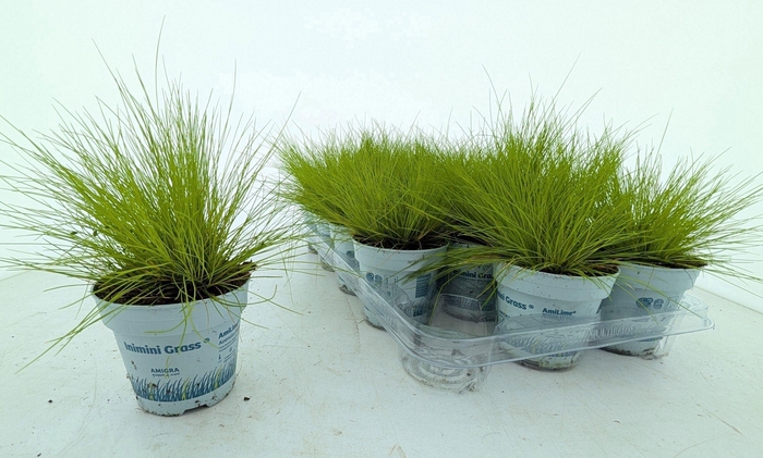 <h4>DESC FL AMILIME</h4>