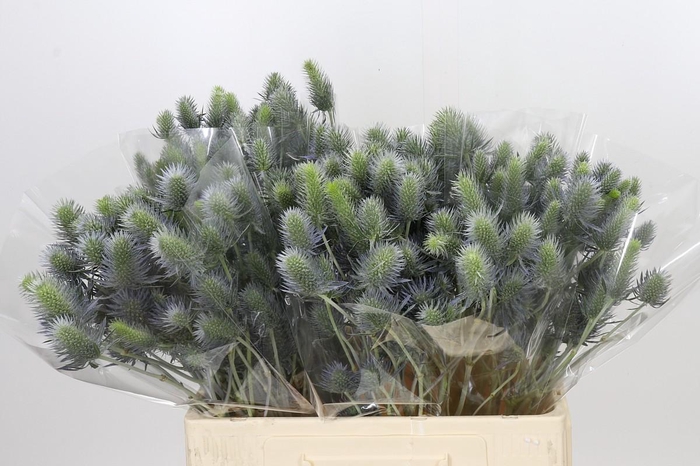 <h4>Eryngium Electric Dynamite</h4>