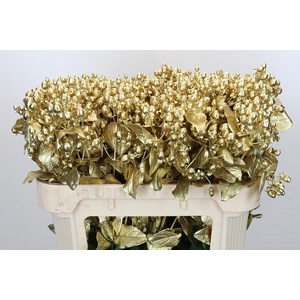 Hypericum Painted Gold