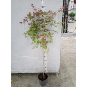 Acer palmatum 'Beni-Maiko'