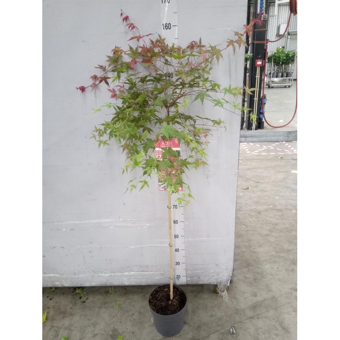 <h4>Acer palmatum 'Beni-Maiko'</h4>