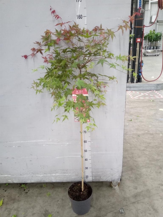 <h4>Acer palmatum 'Beni-Maiko'</h4>