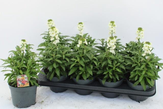 <h4>ERYS LEY WHITE</h4>