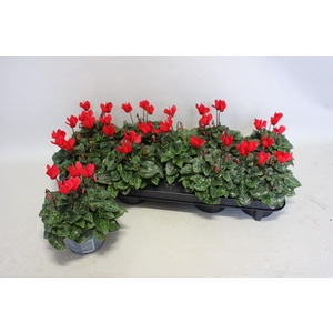 Cyclamen Super Serie Red