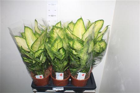 <h4>Dieff Camilla</h4>