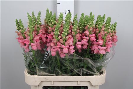 <h4>Antir Potomac Rose</h4>
