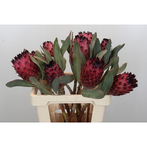 Protea Barbigera Ruby Princess