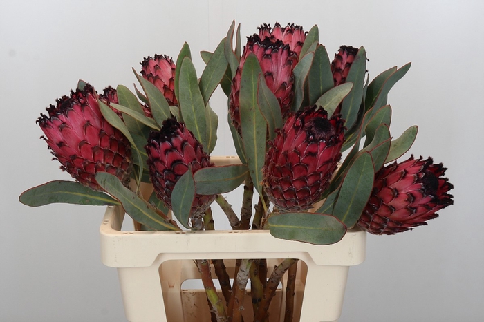 <h4>Protea Barbigera Ruby Princess</h4>