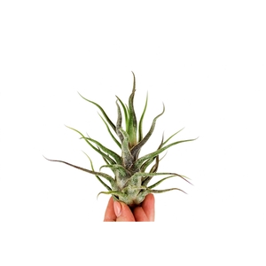 Tillandsia Pruinosa