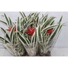 BROMELIA GUZMANIA LINGULATA MARGINATA P12
