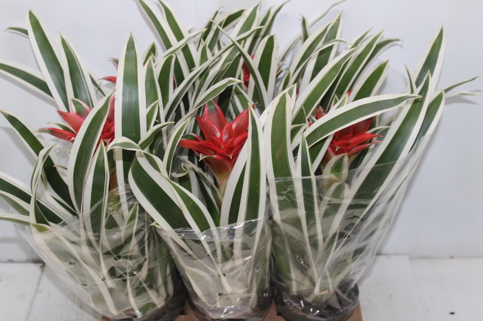 BROMELIA GUZMANIA LINGULATA MARGINATA P12