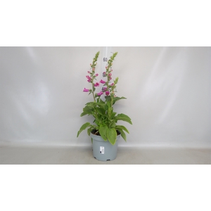 Digitalis purp.