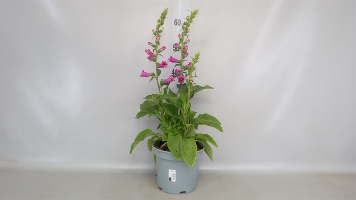 <h4>Digitalis purp.</h4>