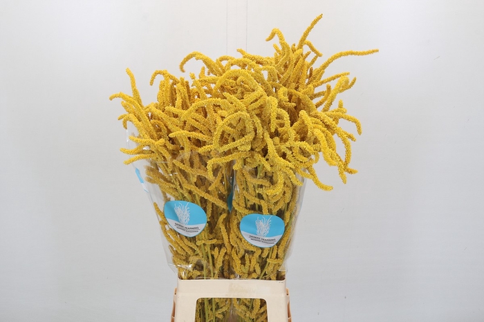 <h4>Amaranthus Yearming Desert Yellow</h4>