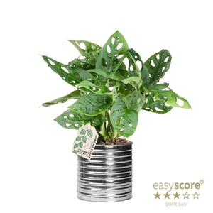 MONSTERA FRIEDR P12  ZINC
