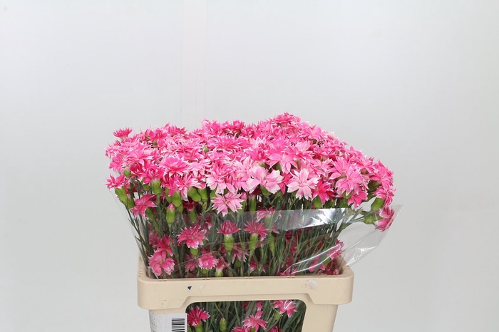 <h4>Dianthus Tr Select Cherry Tessino</h4>