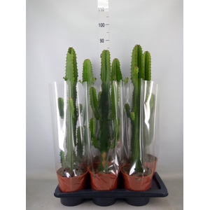 Euphorbia acrurensis