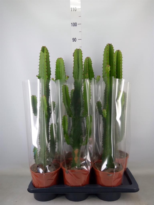 <h4>Euphorbia acrurensis</h4>