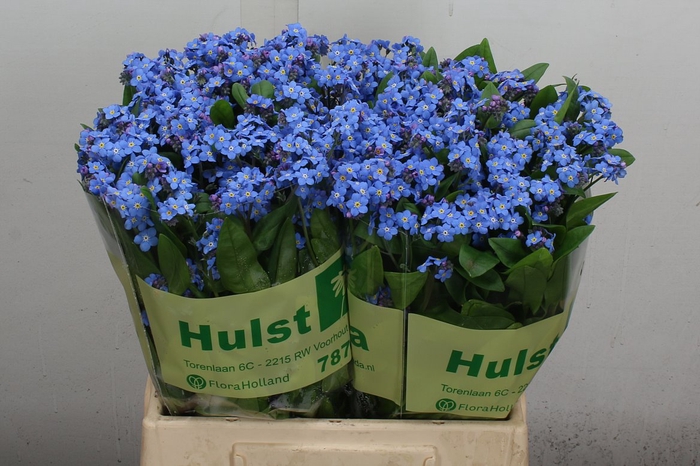 <h4>Myos Ov Blauw X40</h4>