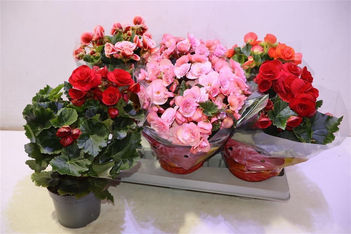 <h4>arr8 Beg Du Gem</h4>