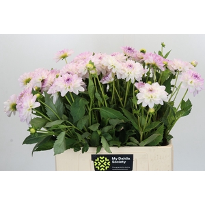 Dahlia Eveline