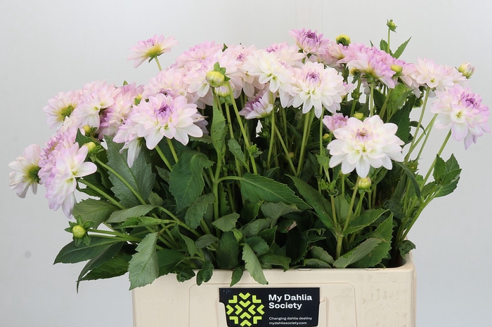 Dahlia Eveline