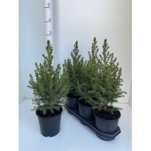 PICEA GL CONICA