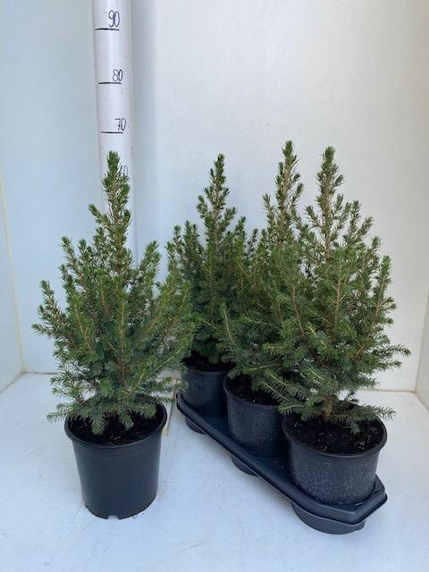 <h4>PICEA GL CONICA</h4>