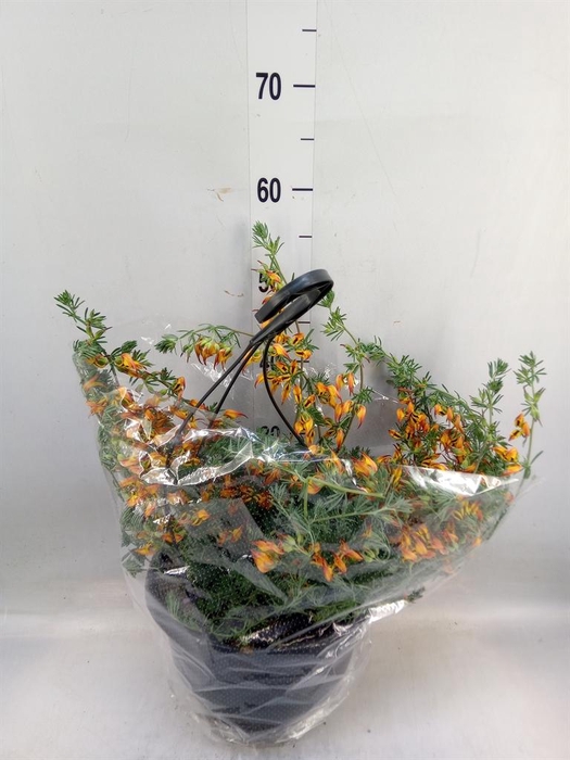 <h4>Lotus corniculatus</h4>